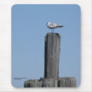 Search for cool birds electronics Animals