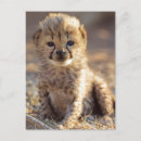 Search for acinonyx jubatus postcards Colour image