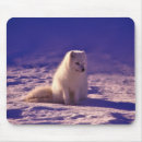 Search for fox mouse mats Photograph