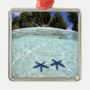 Search for tropical island christmas tree decorations Landscape