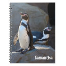 Search for penguin teacher Back to school