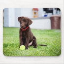 Search for fetch mouse mats Pet