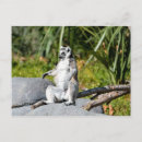 Search for lemur horizontal postcards Monkey