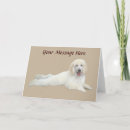 Search for white standard poodle postcards Poodles