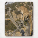 Search for mountain lion mouse mats Joe