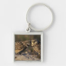 Search for burrowing owl key rings Usa