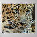 Search for endangered posters Green