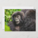 Search for gorilla thank you cards Animal