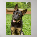 Search for german shepherd photo posters Animal