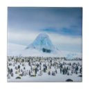 Search for penguin tiles Nature