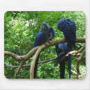 Search for hyacinth mouse mats Parrot