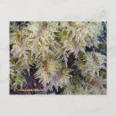Search for tundra postcards Alaska