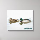 Search for waterfowl canvas prints Wildlife