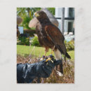Search for hawking postcards Falconer