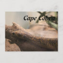 Search for cobra postcards Reptile