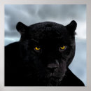 Search for black panther posters Wild animals