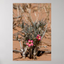 Search for arid climate posters Desert