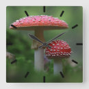 Search for mushroom clocks Toadstool