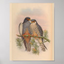 Search for kestrel art Vintage