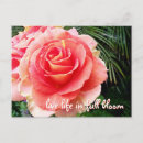 Search for rose bloom postcards Flower