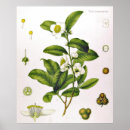 Search for plant posters Tea