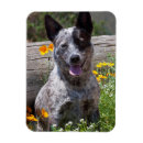 Search for healer magnets Dog