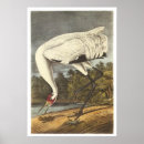 Search for whoops posters Whooping crane