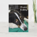 Search for border collie humor cards Dog