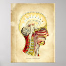 Search for knowledge posters Brain