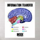 Search for brain anatomy posters Psychology