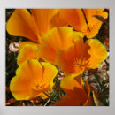 Search for california poppy art Flower