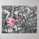 Search for color splash posters Black and white
