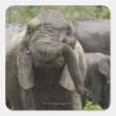 Search for elephant trunk stickers Nature