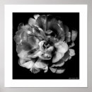 Search for black and white flower posters Photography