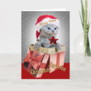 Search for british shorthair cards Cats