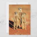 Search for meerkat thank you cards Mongoose