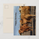 Search for highland cow birthday cards Brown