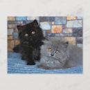 Search for purebred postcards Kitten