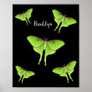 Search for moths posters Caterpillar