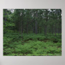 Search for forestry posters States