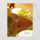 Search for canna postcards Flowers
