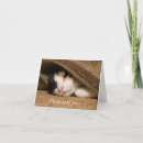 Search for calico kitten cards Animal