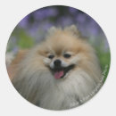 Search for panting stickers Pomeranian