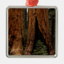 Search for sequoia national park christmas tree decorations Giant
