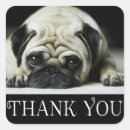 Search for black pugs stickers Puppy