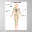 Search for lymphatic system posters Anatomy