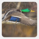 Search for gary labels Bird