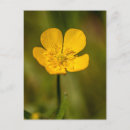 Search for broad vertical postcards Norfolk