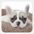 Search for french bulldog dog stickers Animal