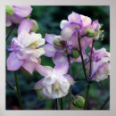 Search for columbine posters Purple
